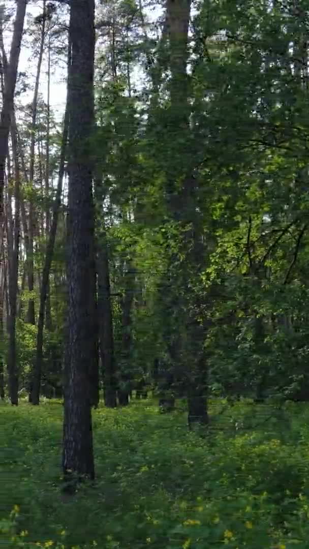 Vidéo verticale d'une belle pinède verte un jour d'été, au ralenti