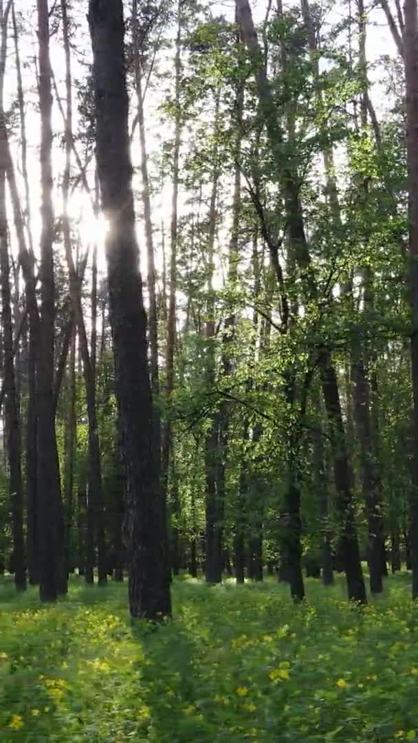 Vídeo vertical de uma bela floresta de pinheiros verdes em um dia de verão, câmera lenta — Vídeo de Stock