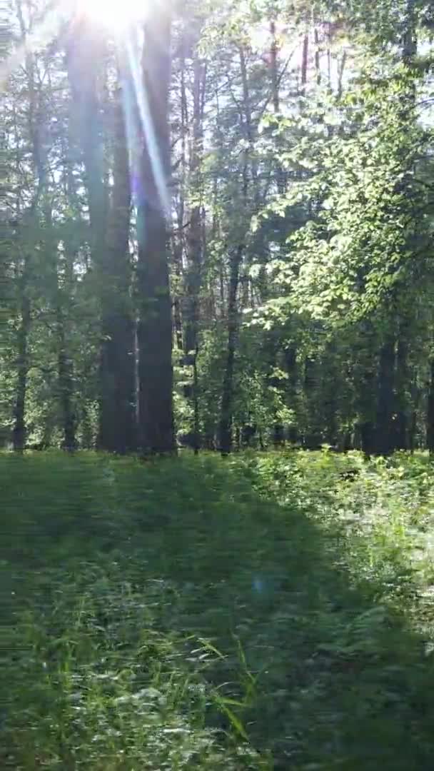 Вертикальне відео красивого зеленого соснового лісу в літній день, повільний рух — стокове відео