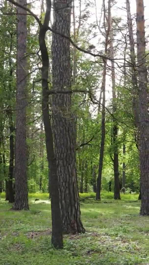 Vidéo verticale d'une belle pinède verte un jour d'été, au ralenti