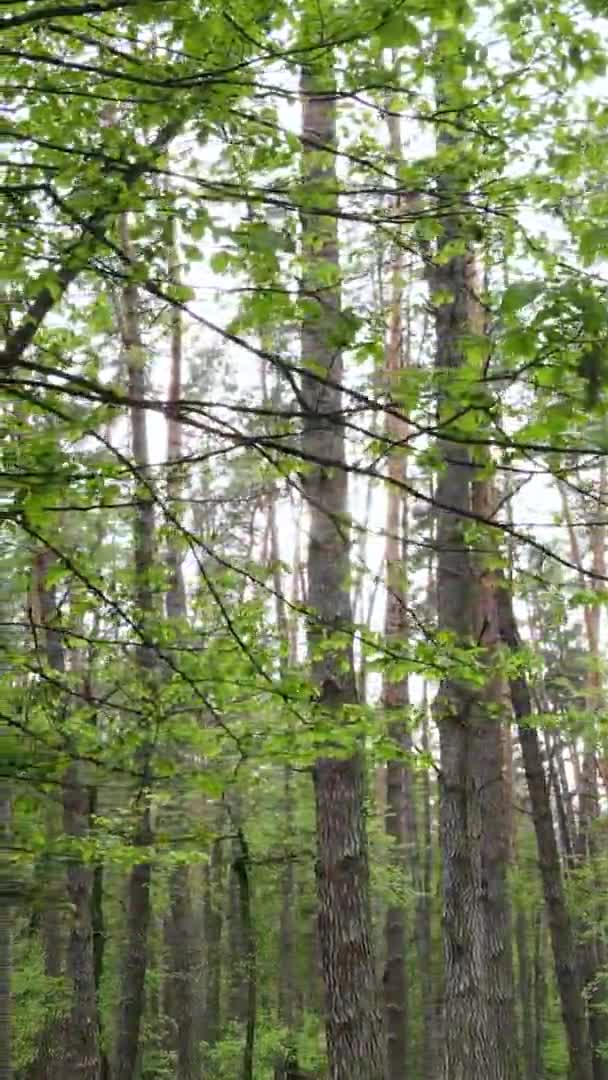 Video verticale di una bellissima pineta verde in una giornata estiva, slow motion — Video Stock