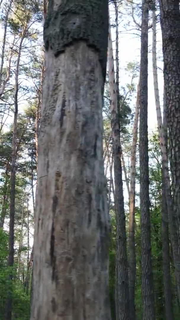 Vidéo verticale d'une belle pinède verte un jour d'été, au ralenti — Video