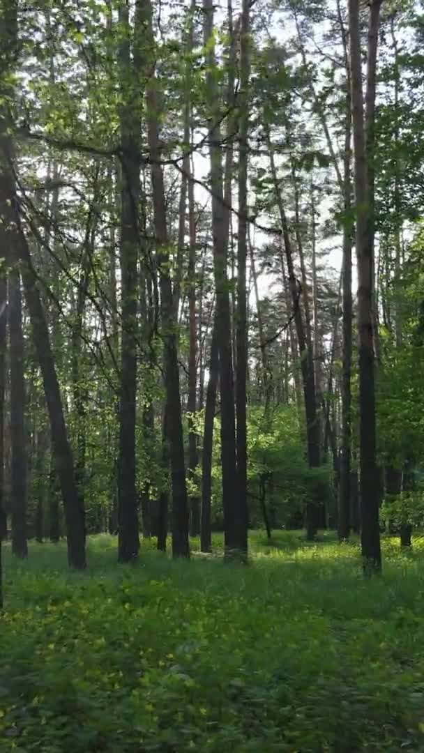 Vidéo verticale d'une belle pinède verte un jour d'été, au ralenti