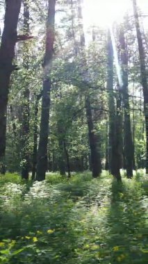 Bir yaz günü, güzel bir çam ormanının dikey videosu, yavaş çekim.