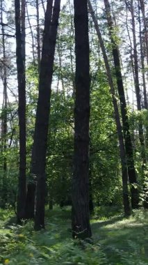 Bir yaz günü, güzel bir çam ormanının dikey videosu, yavaş çekim.