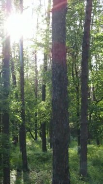 Bir yaz günü, güzel bir çam ormanının dikey videosu, yavaş çekim.