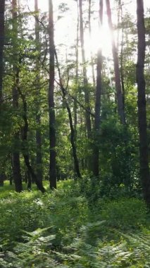 Bir yaz günü, güzel bir çam ormanının dikey videosu, yavaş çekim.