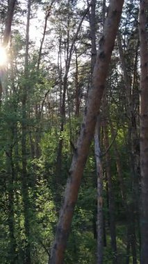 Bir yaz günü, güzel bir çam ormanının dikey videosu, yavaş çekim.