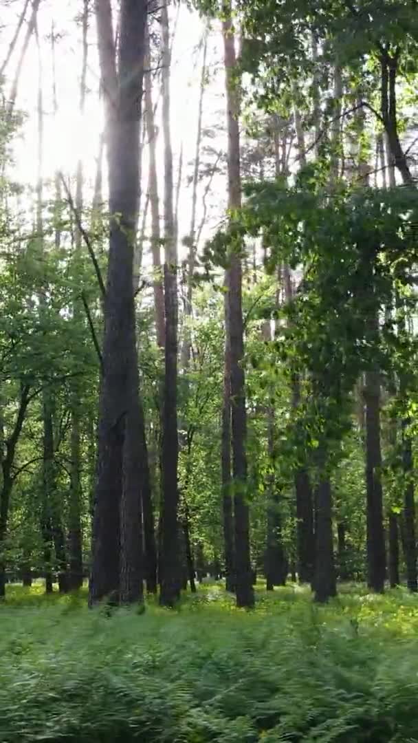 Verticale video van een prachtig groen dennenbos op een zomerdag, slow motion — Stockvideo