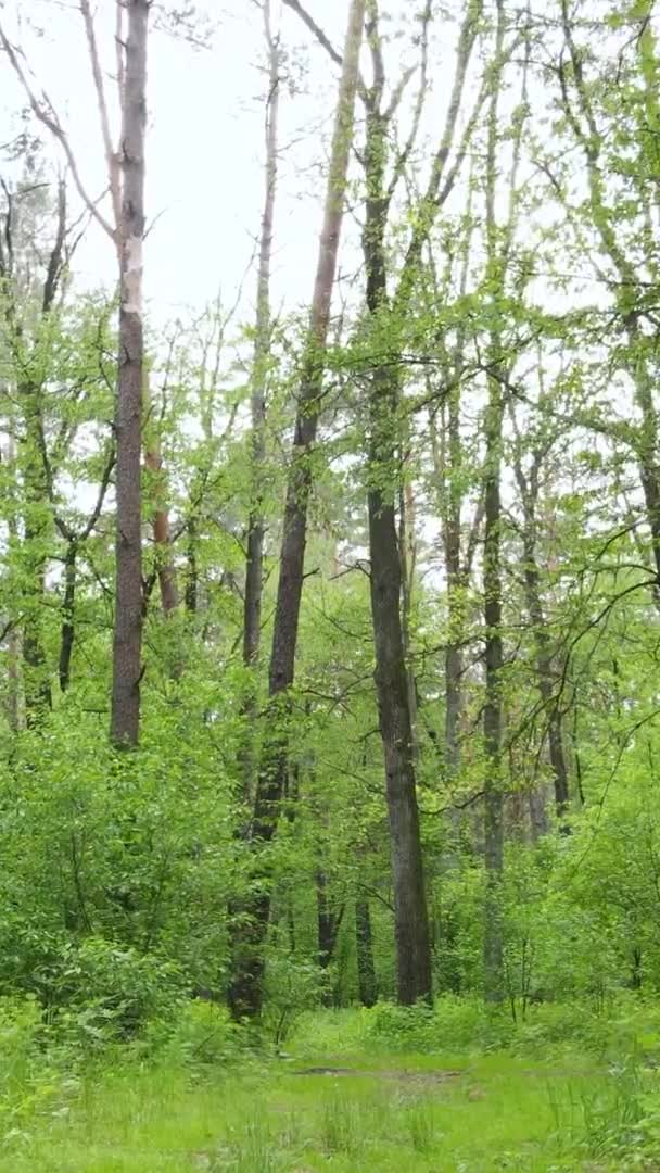 Vídeo vertical de un hermoso bosque de pinos verdes en un día de verano, cámara lenta — Vídeos de Stock