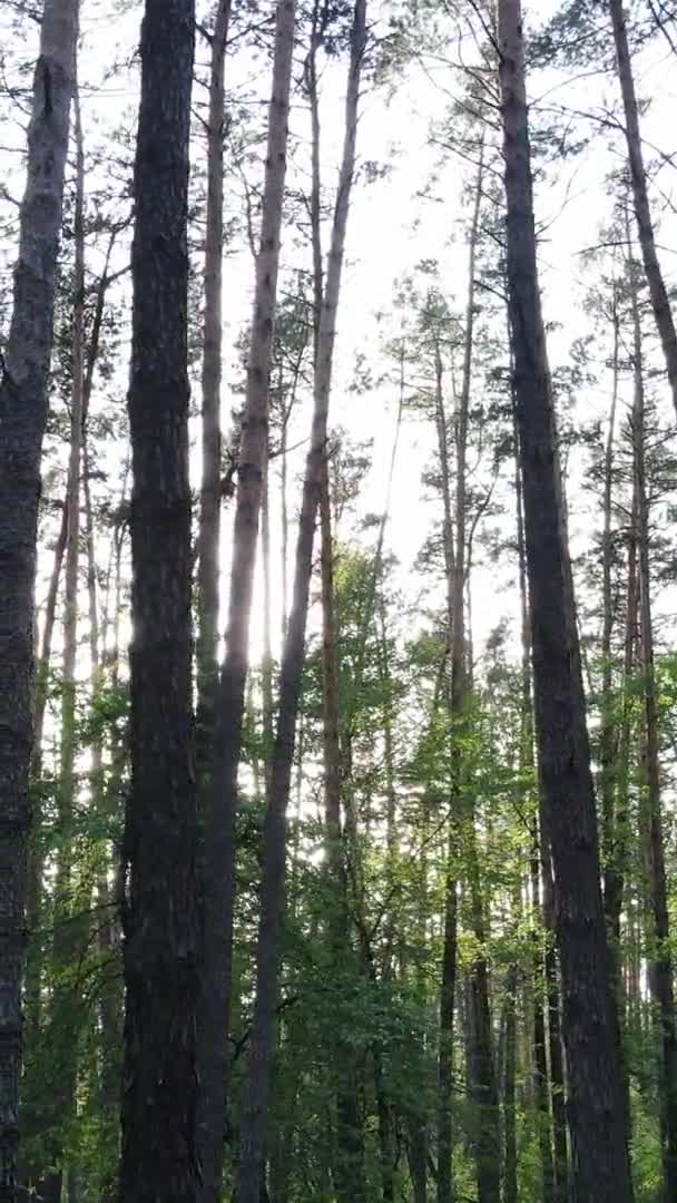 Verticale video van een prachtig groen dennenbos op een zomerdag, slow motion — Stockvideo