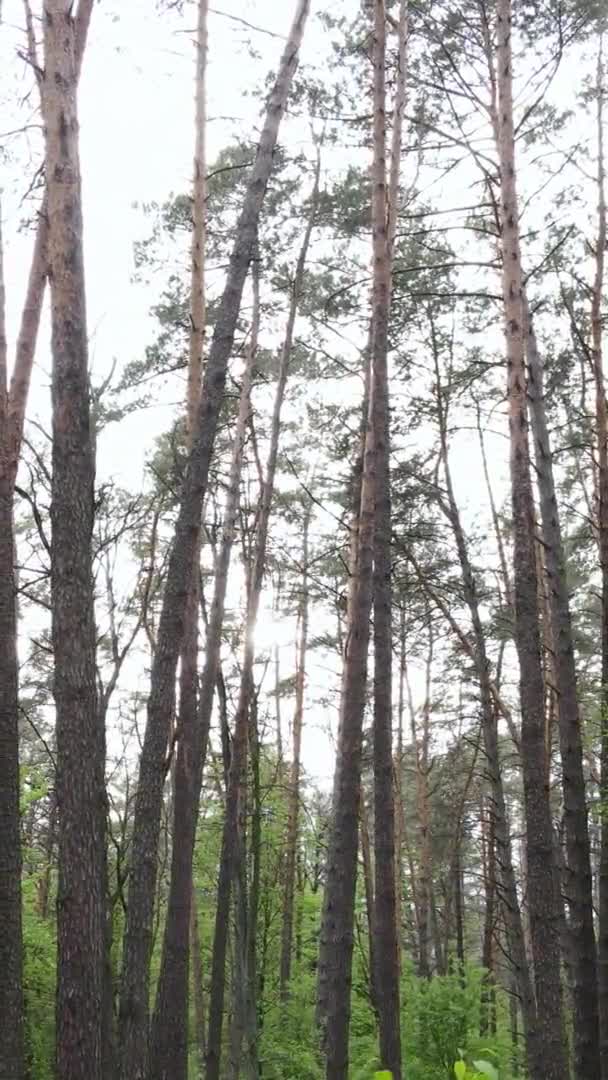 Vidéo verticale d'une belle pinède verte un jour d'été, au ralenti — Video