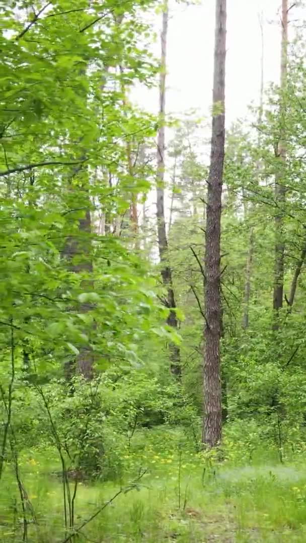 Vidéo verticale d'une belle pinède verte un jour d'été, au ralenti — Video