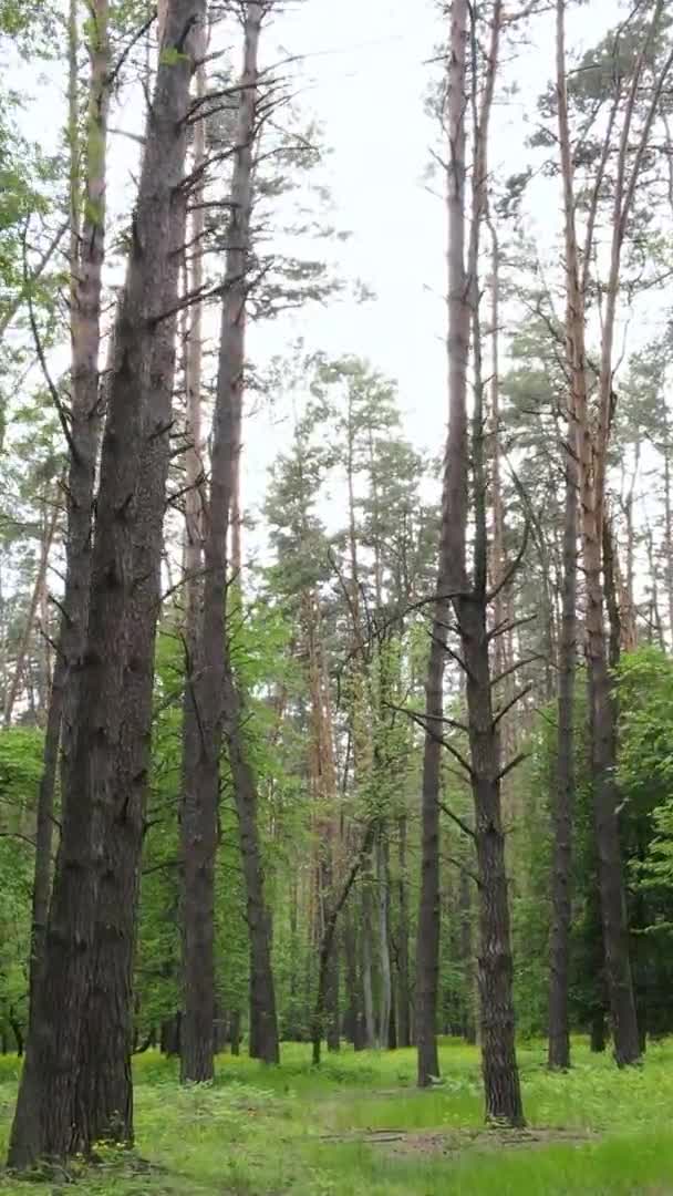 Vidéo verticale d'une belle pinède verte un jour d'été, au ralenti