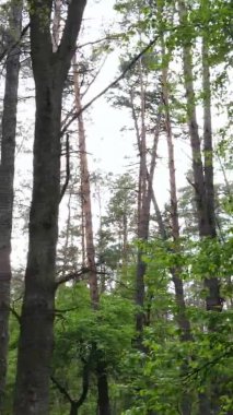 Bir yaz günü, güzel bir çam ormanının dikey videosu, yavaş çekim.