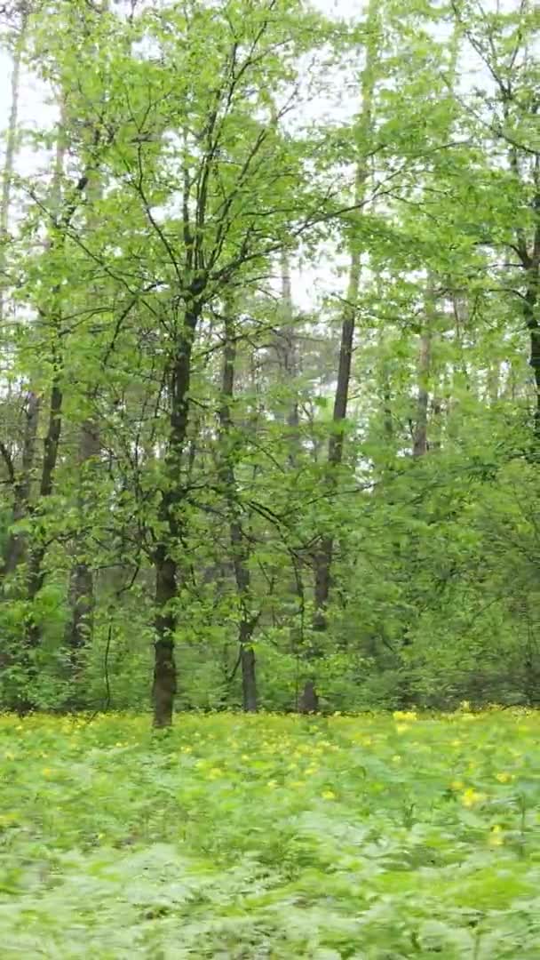 Függőleges videó egy gyönyörű zöld fenyőerdőről egy nyári napon, lassított felvétel — Stock videók