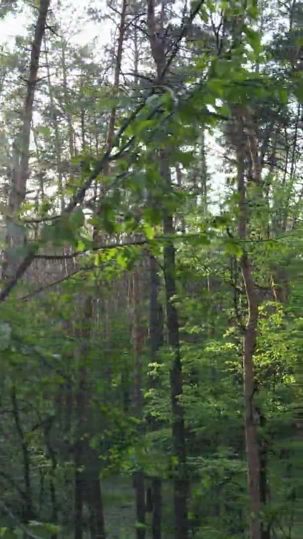 Κάθετη βίντεο από ένα όμορφο καταπράσινο πευκοδάσος σε μια καλοκαιρινή μέρα, αργή κίνηση — Αρχείο Βίντεο