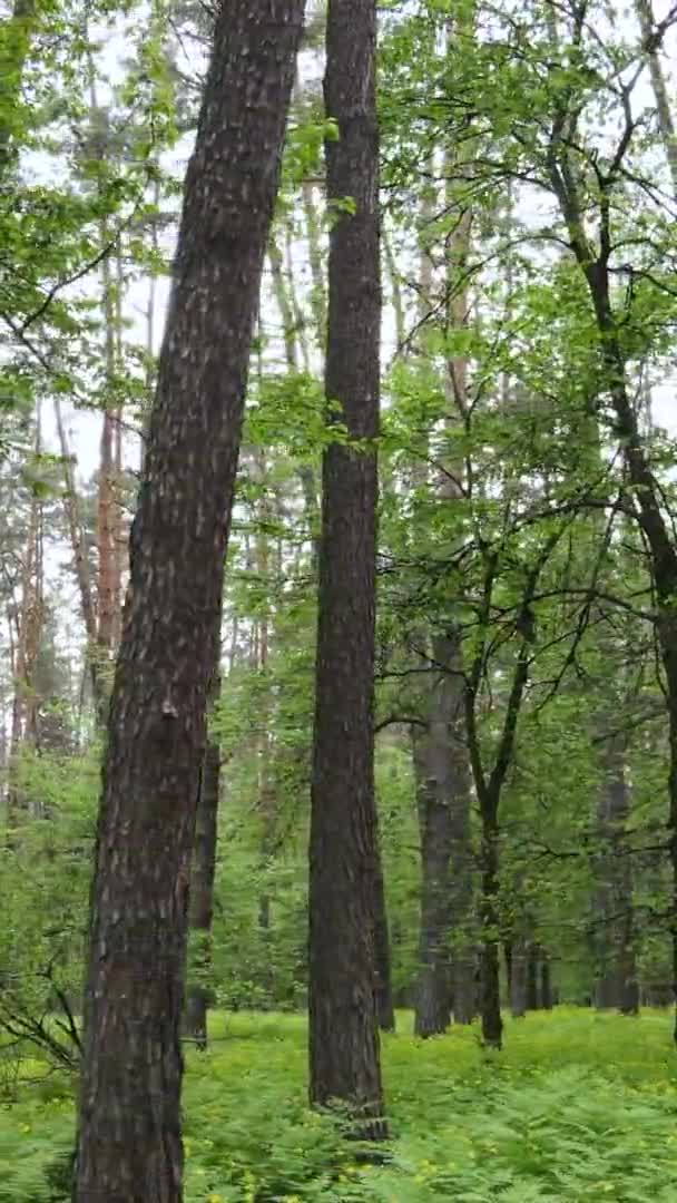Vidéo verticale d'une belle pinède verte un jour d'été, au ralenti — Video