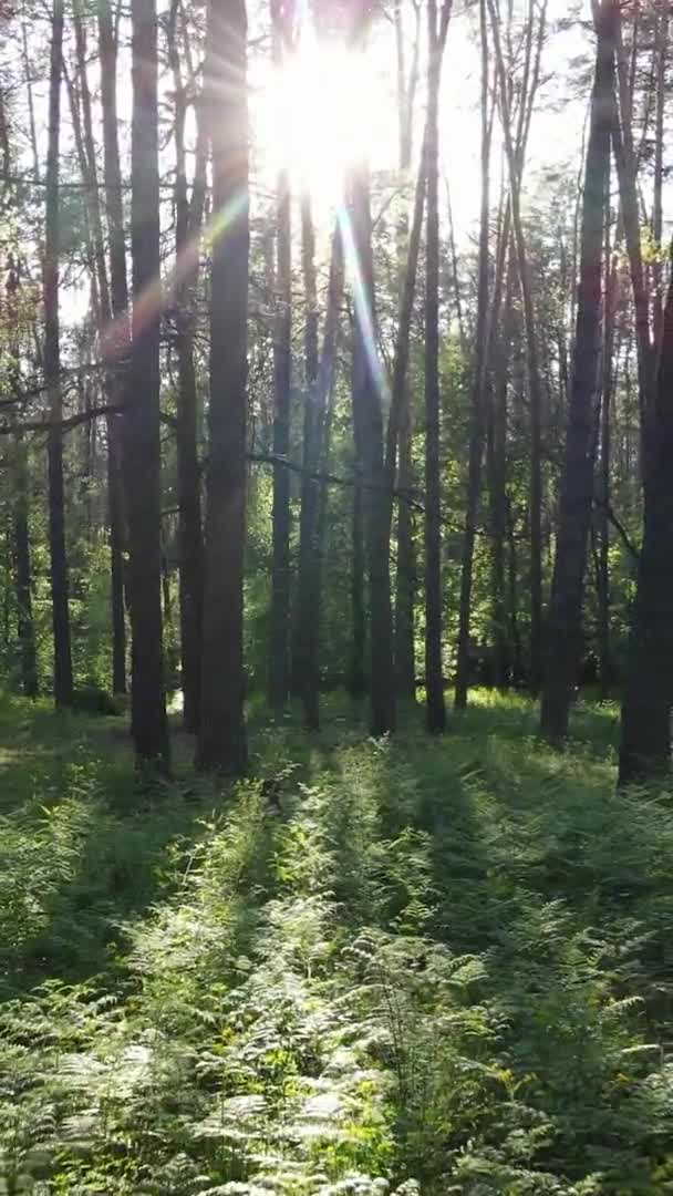 Vídeo vertical de uma bela floresta de pinheiros verdes em um dia de verão, câmera lenta — Vídeo de Stock