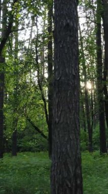 Bir yaz günü, güzel bir çam ormanının dikey videosu, yavaş çekim.