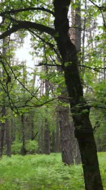 Bir yaz günü, güzel bir çam ormanının dikey videosu, yavaş çekim.