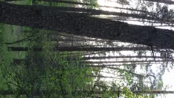 Вертикальне відео красивого зеленого соснового лісу в літній день, повільний рух — стокове відео