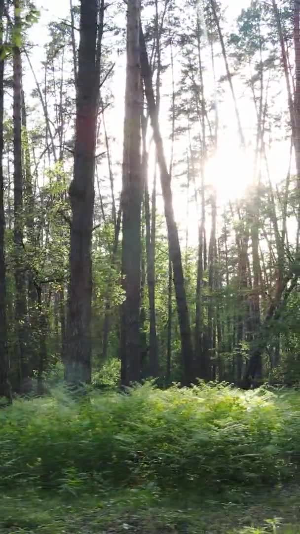 Vídeo vertical de uma bela floresta de pinheiros verdes em um dia de verão, câmera lenta — Vídeo de Stock