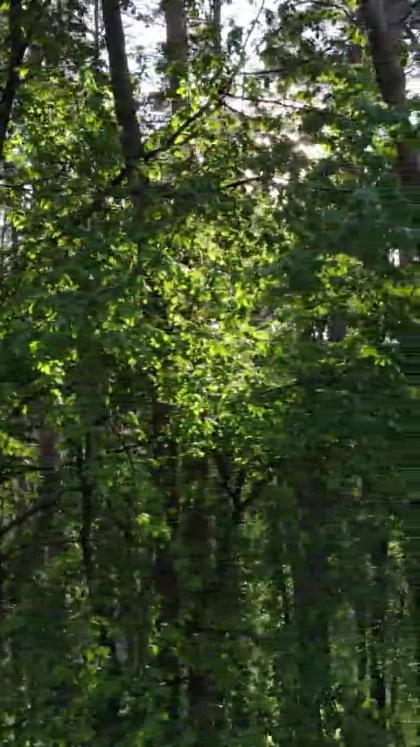 วิดีโอแนวตั้งของป่าสนสีเขียวที่สวยงามในวันฤดูร้อน, การเคลื่อนไหวช้า — วีดีโอสต็อก