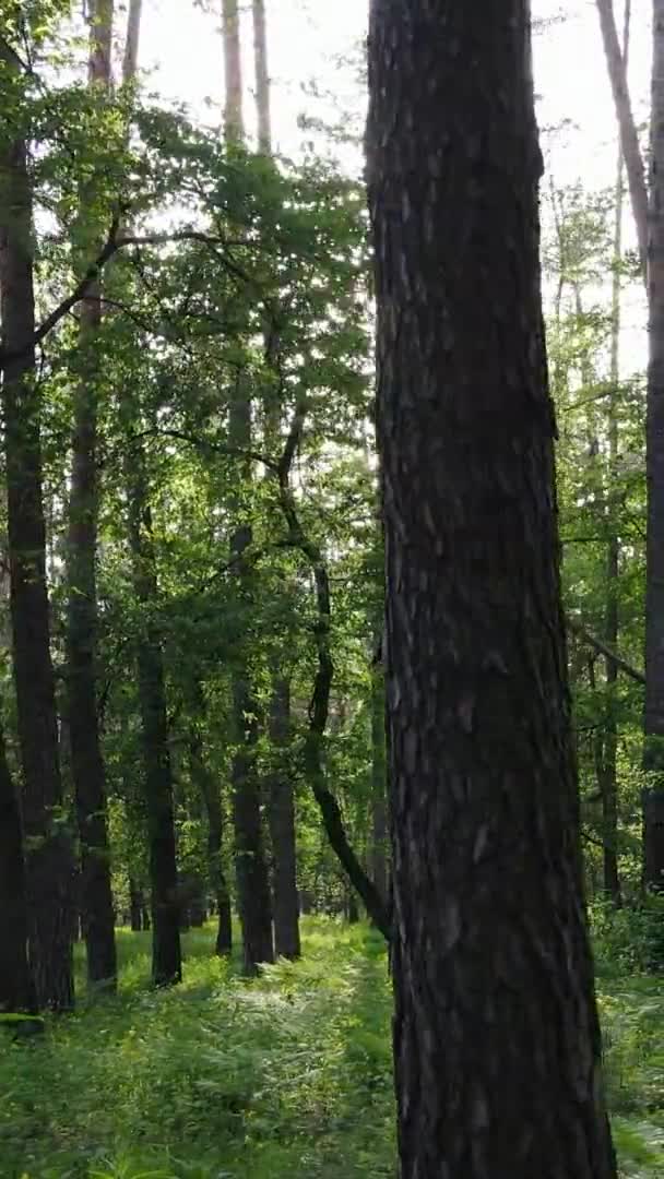 Vídeo vertical de uma bela floresta de pinheiros verdes em um dia de verão, câmera lenta — Vídeo de Stock