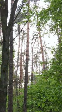 Bir yaz günü, güzel bir çam ormanının dikey videosu, yavaş çekim.