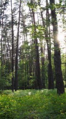 Bir yaz günü, güzel bir çam ormanının dikey videosu, yavaş çekim.