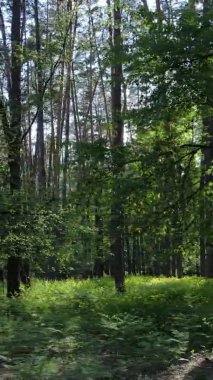 Bir yaz günü, güzel bir çam ormanının dikey videosu, yavaş çekim.