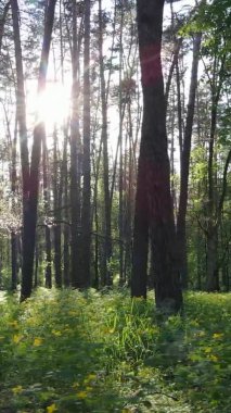 Bir yaz günü, güzel bir çam ormanının dikey videosu, yavaş çekim.
