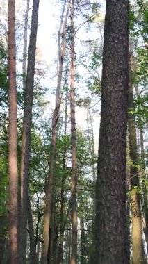 Bir yaz günü, güzel bir çam ormanının dikey videosu, yavaş çekim.