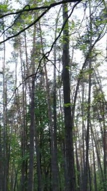 Bir yaz günü, güzel bir çam ormanının dikey videosu, yavaş çekim.