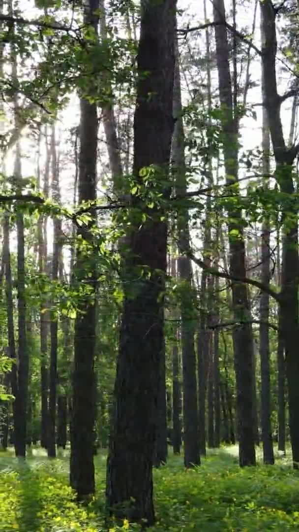 Vídeo vertical de uma bela floresta de pinheiros verdes em um dia de verão, câmera lenta — Vídeo de Stock