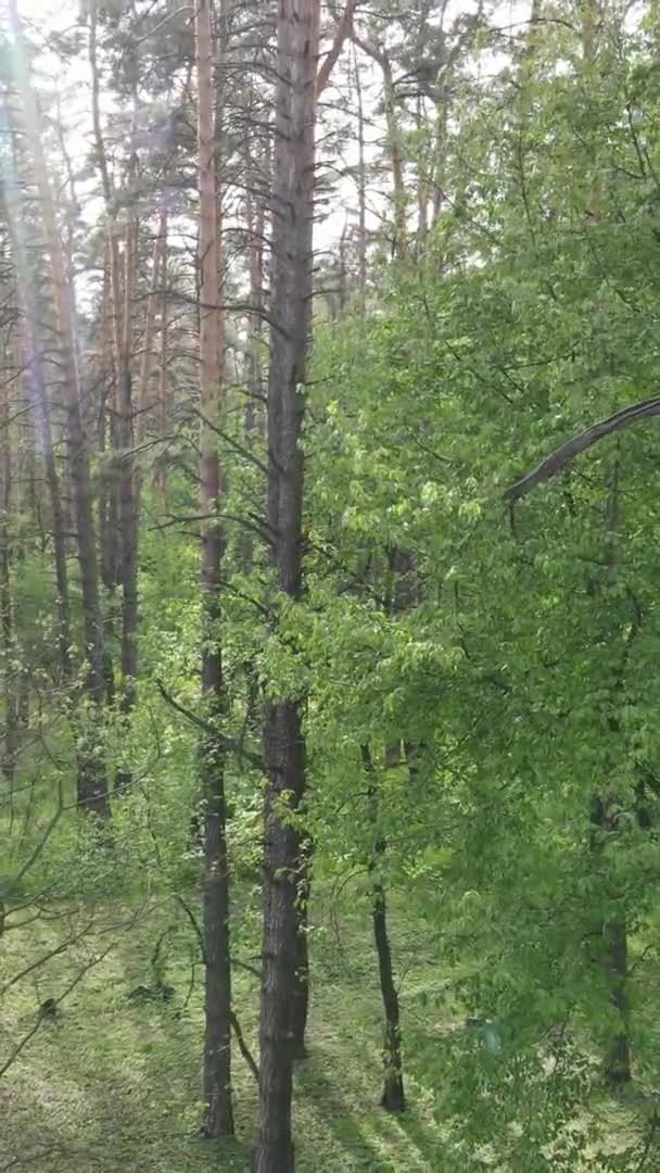 Vidéo verticale d'une belle pinède verte un jour d'été, au ralenti — Video