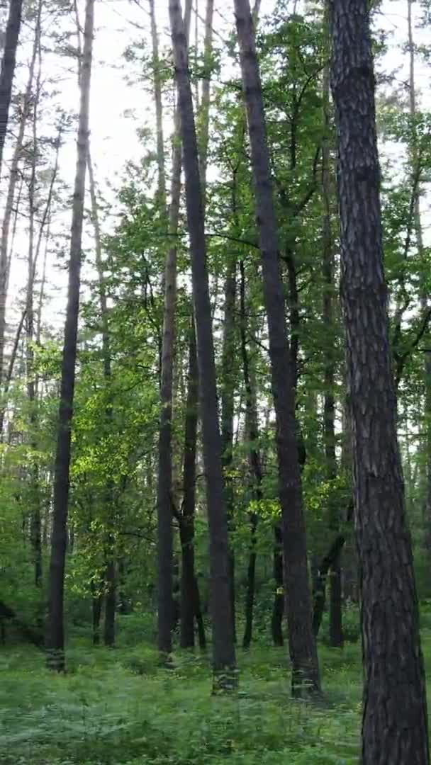 Vertical video of a beautiful green pine forest on a summer day, slow motion — Stock Video