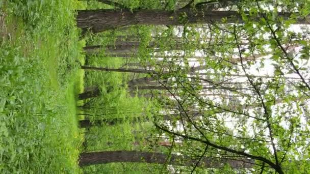 Vídeo vertical de uma bela floresta de pinheiros verdes em um dia de verão, câmera lenta — Vídeo de Stock