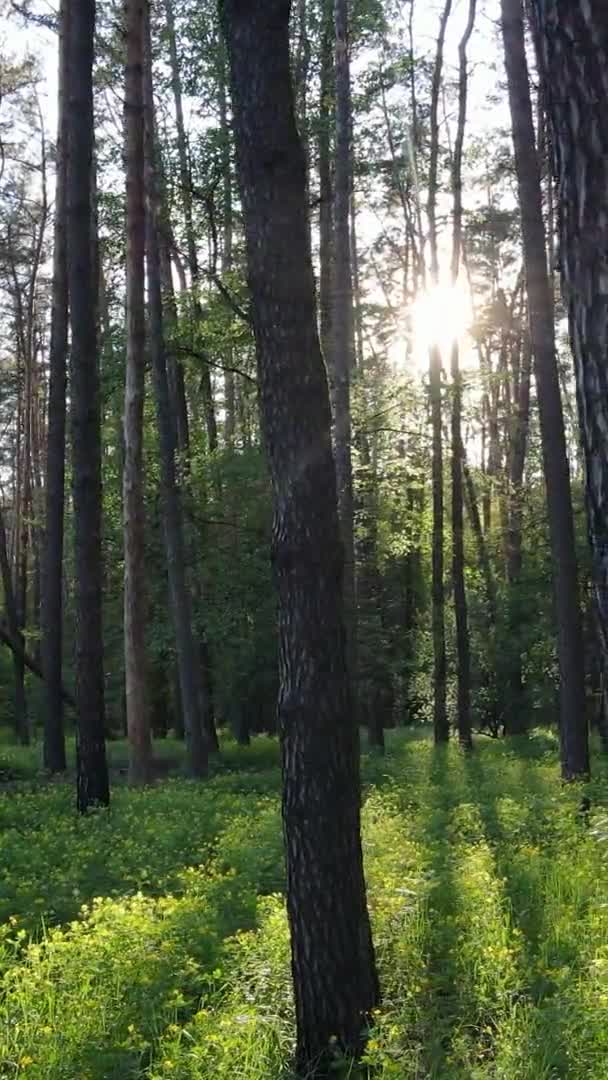 Vídeo vertical de un hermoso bosque de pinos verdes en un día de verano, cámara lenta — Vídeo de stock