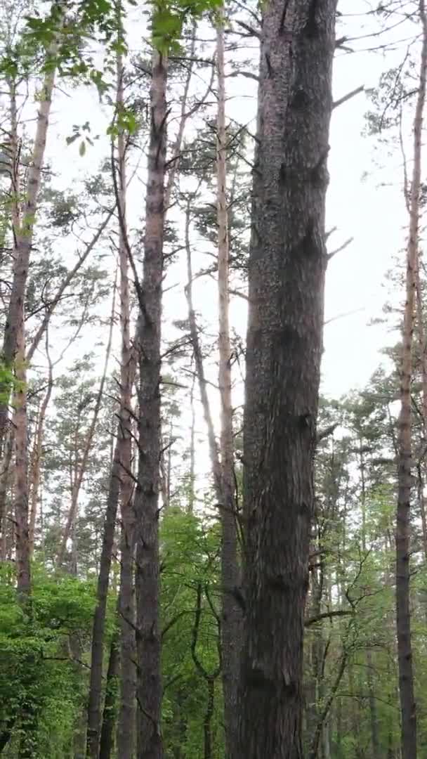 Vídeo vertical de uma bela floresta de pinheiros verdes em um dia de verão, câmera lenta — Vídeo de Stock