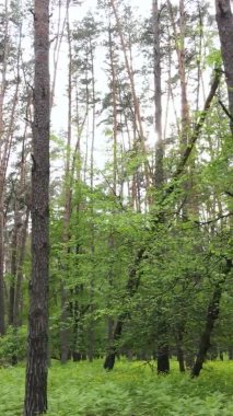 Bir yaz günü, güzel bir çam ormanının dikey videosu, yavaş çekim.