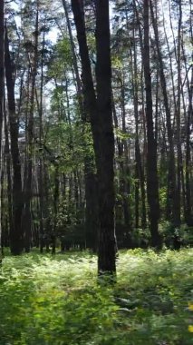 Bir yaz günü, güzel bir çam ormanının dikey videosu, yavaş çekim.