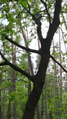 Bir yaz günü, güzel bir çam ormanının dikey videosu, yavaş çekim.