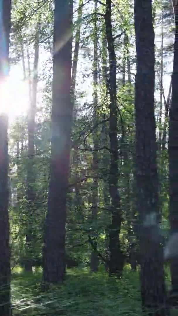 夏の日に美しい緑の松林の垂直ビデオ,スローモーション — ストック動画