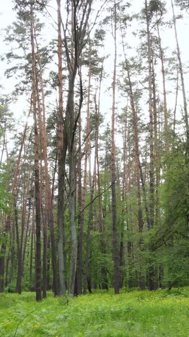 Pionowe wideo z pięknym zielonym lasem sosnowym w letni dzień, zwolnione tempo — Wideo stockowe