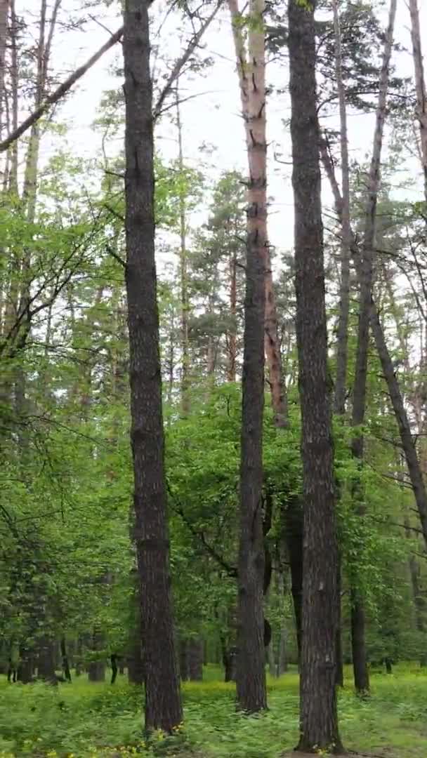 Vídeo vertical de un hermoso bosque de pinos verdes en un día de verano, cámara lenta — Vídeo de stock