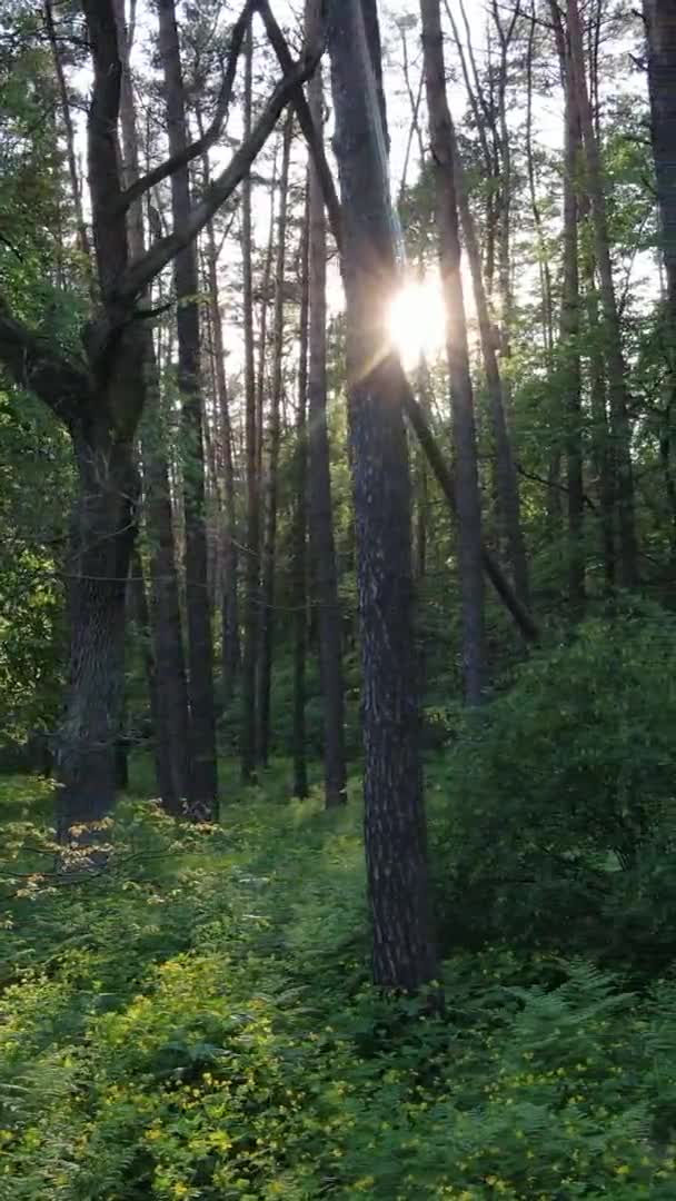 Vidéo verticale d'une belle pinède verte un jour d'été, au ralenti