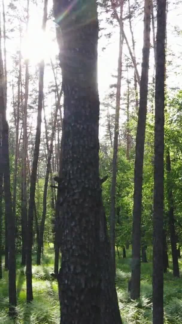 Vidéo verticale d'une belle pinède verte un jour d'été, au ralenti