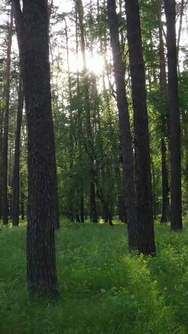 Vidéo verticale d'une belle pinède verte un jour d'été, au ralenti